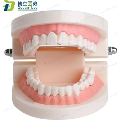 Human Tooth Model for Child Teeth Brushing Teaching and Demonstration