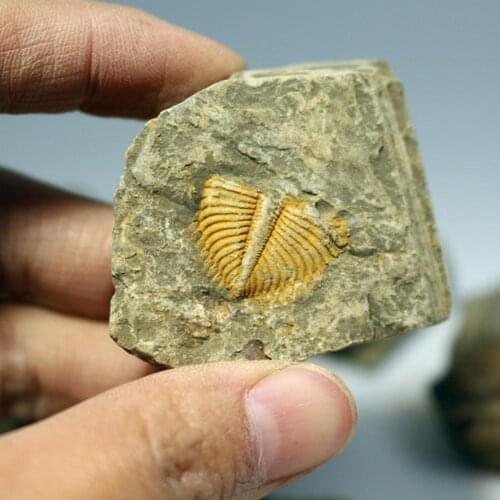 Natural Fossil Trilobite Tail Animal Coral Trilobite Stone Collection Teaching Crown Specimen Science Tail Insect Science