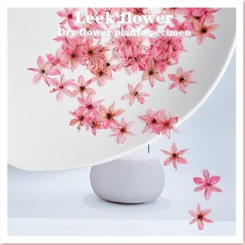 Leek Flower Dry Flower Embossing Material Package Ins Popular Nail DIY Glue Dropping Trinket Photo Frame Star Flower Sakura