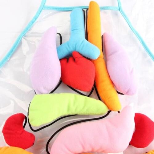 D7WF Anatomy Organs Apron Human Body Organs Aware Children Early Educational Insight Toy Kids Science Teaching Aids