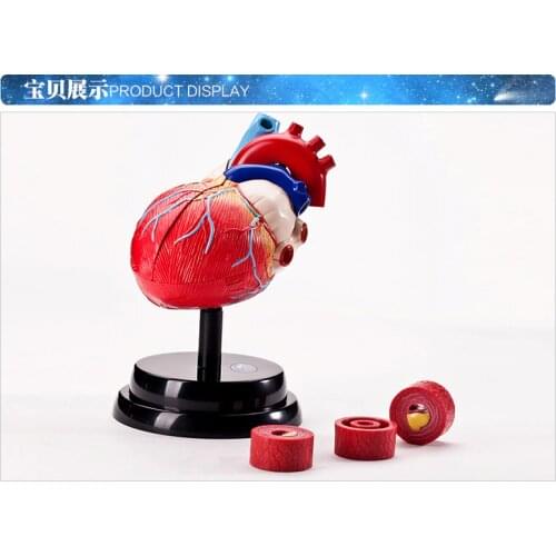 Science Human Medicine physiological Dissection heart structure model Respiratory system free shipping