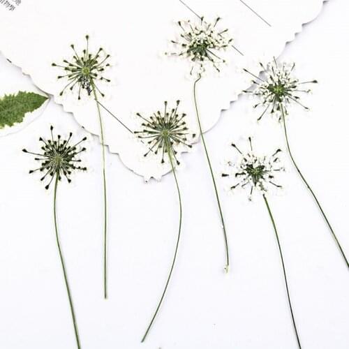 Lace Flower on Stems Dried Flower For Time Gems Necklace Decoration 80Pcs Wholesales