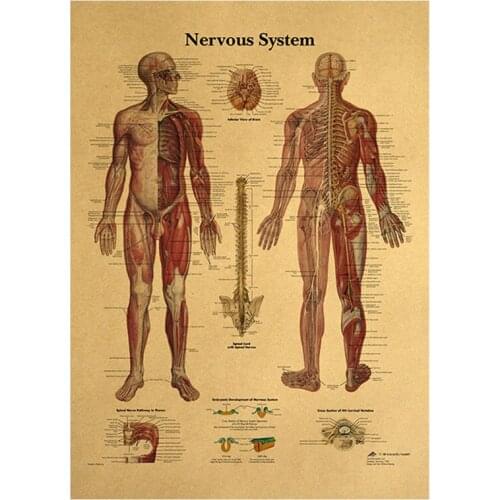 The Human Body Nervous System Structure HD Vintage Paper Poster Bar Home Decor Retro Kraft Paper Painting 42*30cm