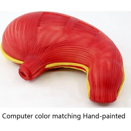Human Stomach Model Made by Non Toxic Material PVC Environmentally Friendly No Harm to Human Safe and Feel Free to Use