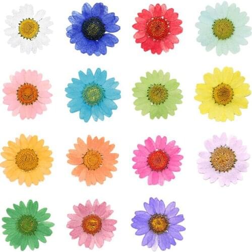 12pcs 2.5-3cm Pressed Dried Chrysanthemum Paludosum Flower For Wedding Party Jewelry Phone Case Lampshade Candle Art&Craft DIY