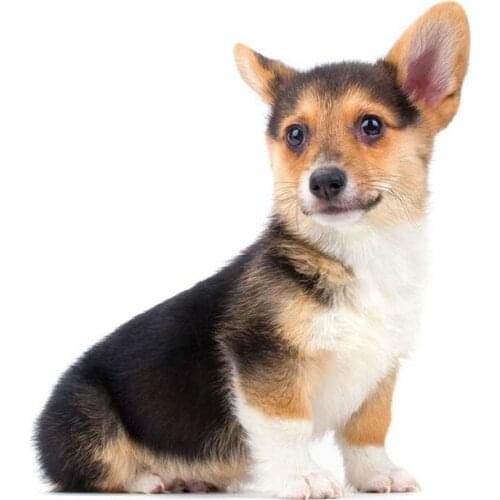 Funny Car Stickers for Cute Corgi Decals Waterproof Auto Door Window Trunk Car Wrap Decoration