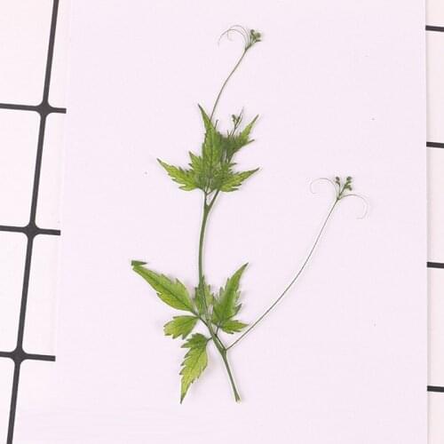 1 bag Campanula leaves pressed flower embossed dried flower natural dried flower mobile phone shell pressed flower material
