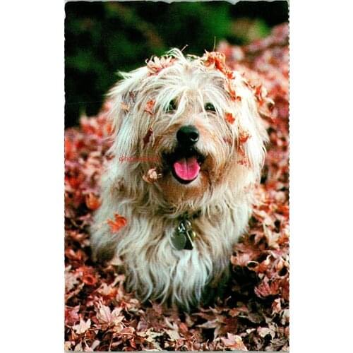 Metal Wall Sign Tin Plaque North Shore Animal League Fluffy Dog Retro Tin Sign Metal Plate