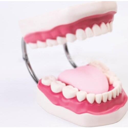 Dental teaching model kindergarten teaching brushing model 6 times magnification early childhood education tooth toy