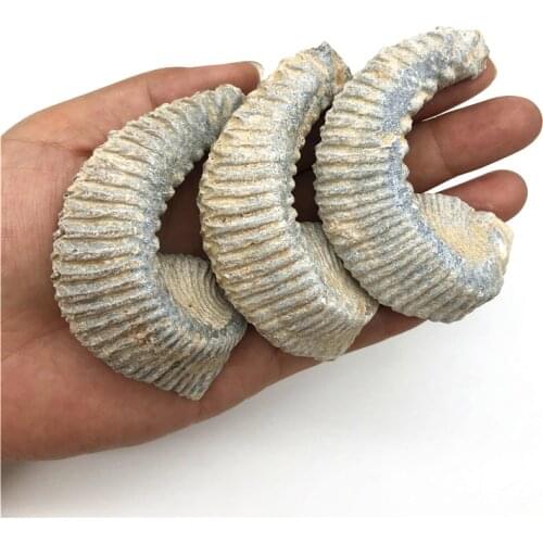 1PC Madagascar Natural Oyster Paleontological Teaching Taxidermy Hands Play with Original Stone Natural Quartz Crystals