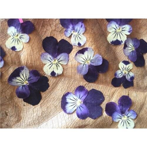 60pcs Pressed Dried Dyed Viola tricolor L. Pansy Flower Plant Herbarium For Jewelry Postcard Invitation Card Phone Case DIY