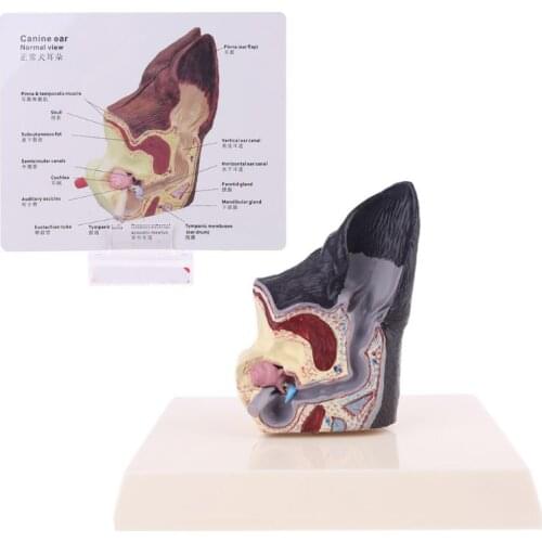 Dog Ear Lesion Animal Anatomical Model Veterinary Science Aids Teaching Pet Canine Research Used By Instructors Halloween
