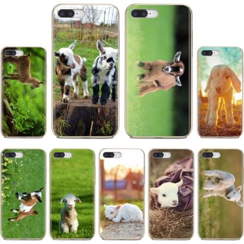 Soft Case For Samsung Galaxy A10 A30 A40 A50 A60 A70 a12 a31 a41 a51 a71 a20e a21s M30 The Cutest Baby Pygmy Goat Wallpaper