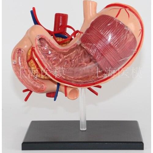 Stomach model gastric anatomy model human digestive system medical organ structure