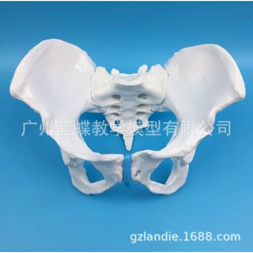1:1 Life Sized Female Pelvic Pelvic Examination Model Human Skeletal Specimens of The Pelvic Measurement Skeleton Model