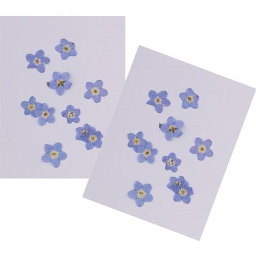 20pcs Pressed Natural Dried Flowers Forget Me Not for DIY Craft Scrapbooking
