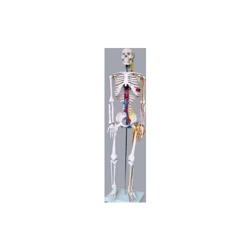 85cm human skeleton model with blood vine and nerve system high quality band model of the human body model