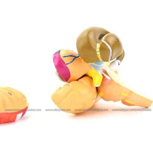 CMAM/13004 Brain- Basal Nuclei and Internal Capsule, 2parts, Medical Brain Anatomical Human Model