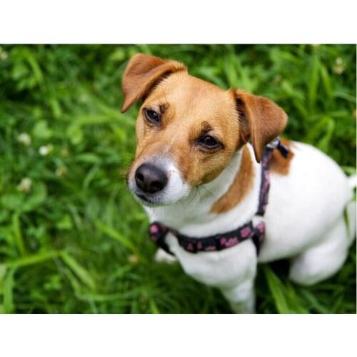 Full Drill,dog,jack russel,diamond embroidery,5d diamond painting,Cross Stitch,3D rhinestones embroidery,Mosaic,pet C568