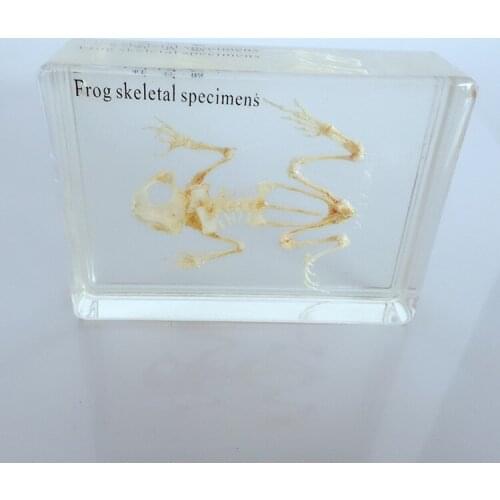 Frog Skeleton Embedded Specimen Resin Real Frog Bones Animal Specimen Models Biological Anatomy Teaching Aids Resin Handicraft