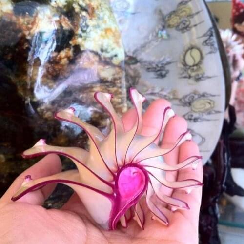 MESOPOTAMIA Colorful Natural Conch Shell Ornaments Rose Nautilus Fossil Creative Home Decoration Valentines Gifts Conch Shells