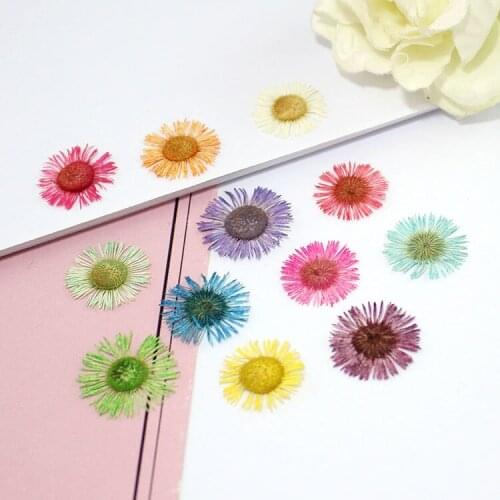12PCS 1.5-2cm Multicaule Natural Dried Flowers DIY Pressed Herbarium Flower Decorative Crafts glass globe filler