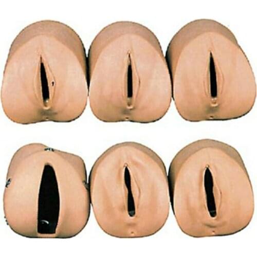 Medical Science Subject Simulator Series Labor Delivery Module for teaching