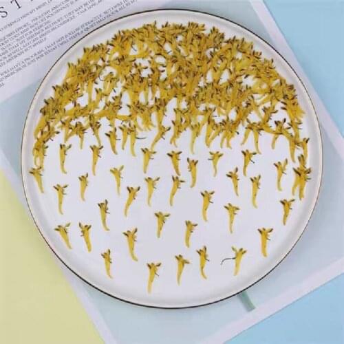 60pcs Pressed Dried Flower Parrot Flower Balsam For Epoxy Resin Jewelry Making Nail Art Craft DIY Bookmark Accessories
