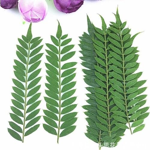 Albizzia Leaf Flower Dry Embossing Plant Teaching Specimen DIY Manual Bookmark Drop Glue Dry Flower Phone Case Candle Mold