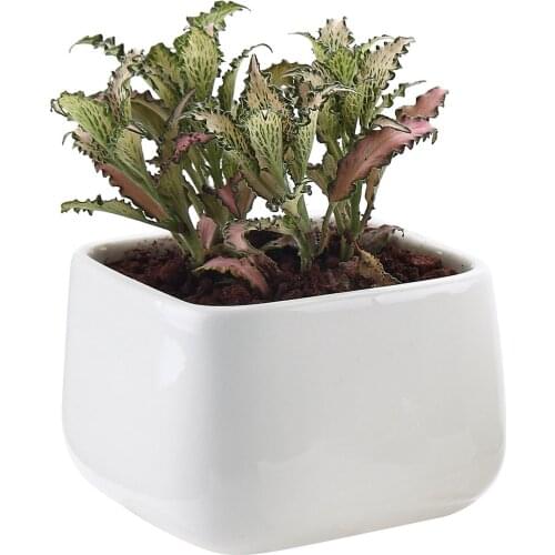 Ceramic White Square Succulent Cactus Plant Pot Flower Pot/container/planter