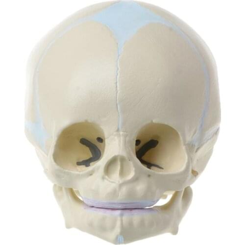 1: 1 Human Fetal Baby Infant Skull Anatomical Skeleton Model Teaching Supplies for Science