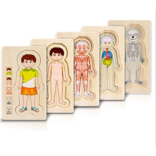 Montessori Toys Children Early Educational Learning Puzzle Wooden Toys Human Body Puzzles Boys Girls Body Structure
