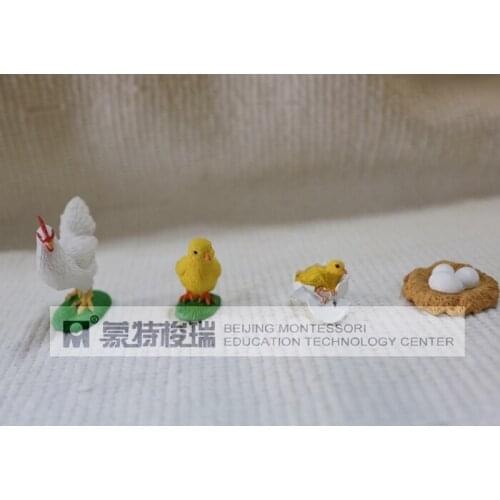 Pvc figure Genuine simulation model toy chick life cycle set