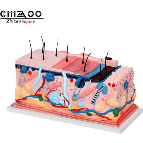 Enlarged high quality human skin structure model anatomical model