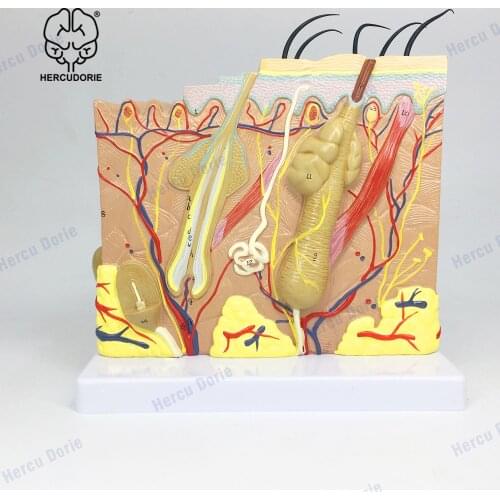 Skin Model, 50X Enlarged Anatomical Model Anatomy for Science Classroom Study Display Teaching Medical Model