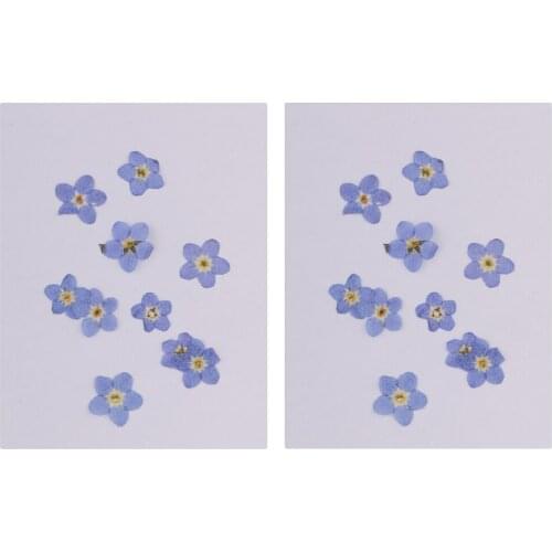 20 Pcs Natural Real Forget-me-not Flowers Pressed Dried Flowers for Art Craft DIY Jewelry Making casting dried flower ornament
