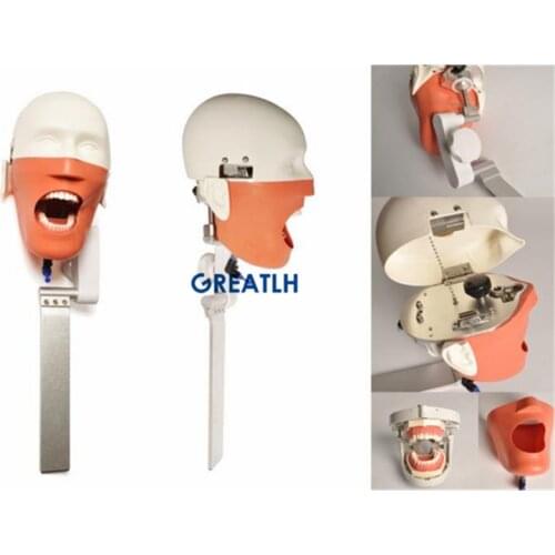 Dental Training Teeth Head model Dental Phantom Head Simulation Install to Dental Chiar Dentist Practise Model