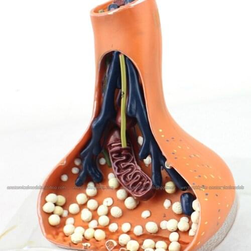 CMAM/12413 Nerve Endings Synapses, Medical Brain Anatomical Human Model