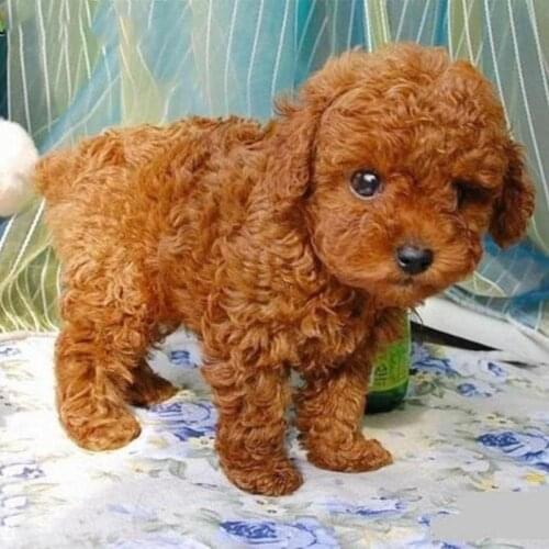 Realistic Teddy Simulation Toy Dog Lifelike Handcrafted Stuffed Puppy Dogs Companion For Child Best Birthday Gifts Drop Shipping