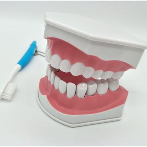 Demo / can pull teeth / mouth model Teach children to brush teeth model with teethbrush