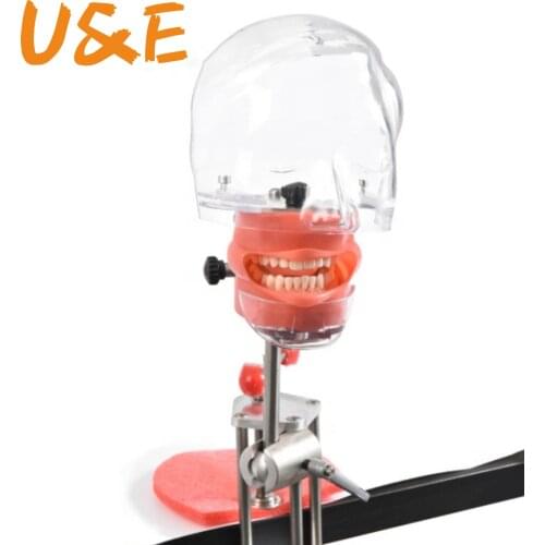 Head Model Dental Simulator Teeth Model Can Installed On The Pillow Of The Dental Chair Dentistry Root Canal Teaching Tools Kit