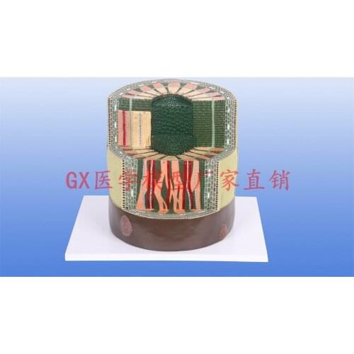 Free shipping&amplifying Plant model of dicotyledon plant stem structure of vertical and horizontal plane, biological tissue