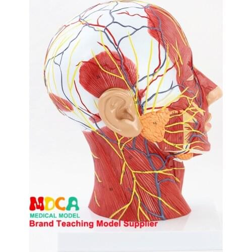 Skull and Skull Medical Teaching MTG018 for Superficial Vascular Nerve Model of Human Head Sagittal Section
