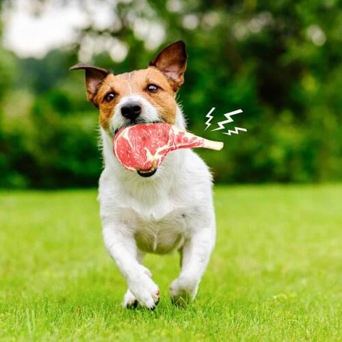 Puppy Chewing Toy Pet Dog Toy Simulation Steak Washing Teeth High Oxford Cloth Outdoor Interactive Training Game Cat And Dog Toy