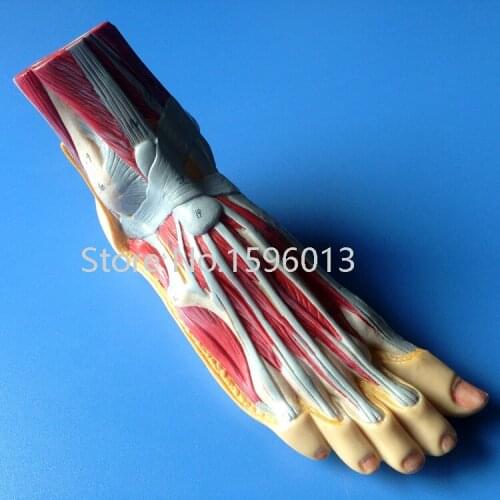 Foot Anatomy Model, Plantar dissection model ,Anatomical Foot Model