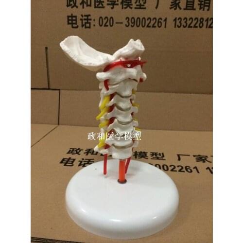 Cervical skeleton model with carotid artery posterior occipital cervical jiont disc and nerve teaching model
