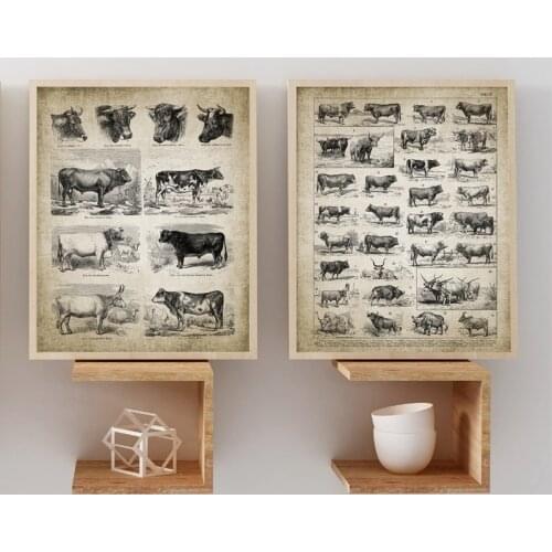 Antique Cow Breeds Canvas Art Prints Farm Poster , Vintage Dairy Cattle Canvas Painting Wall Picture Farming Wall Art Decor