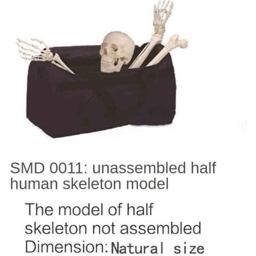 Unassembled half human skeleton model (bagged)