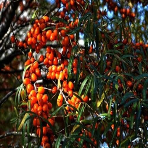 High quality natural Pure Hippophae rhamnoides Extract powder Improves blood circulation beauty to lose weight, Free shipping