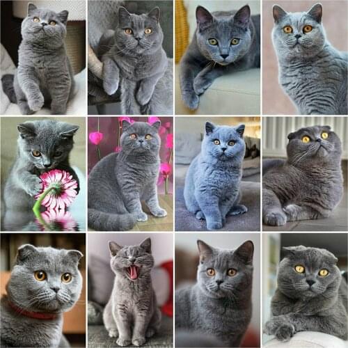 Evershine 5D DIY Diamond Painting Cat Full Square Round Diamond Embroidery Animals Rhinestone Mosaic Craft Wall Decorations